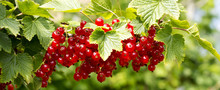 Red Currant Hanging On A Bush In The Garden.