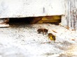 pszczoła robotnica przy wejściu do ula