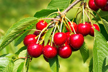 Sweet Cherry Red Berries On A Tree Branch Close Up.