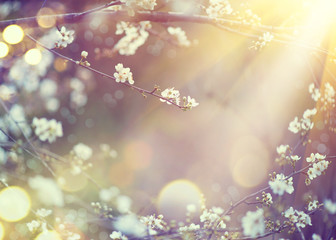 Fotomurales - Beautiful nature scene with blooming tree and sun flare