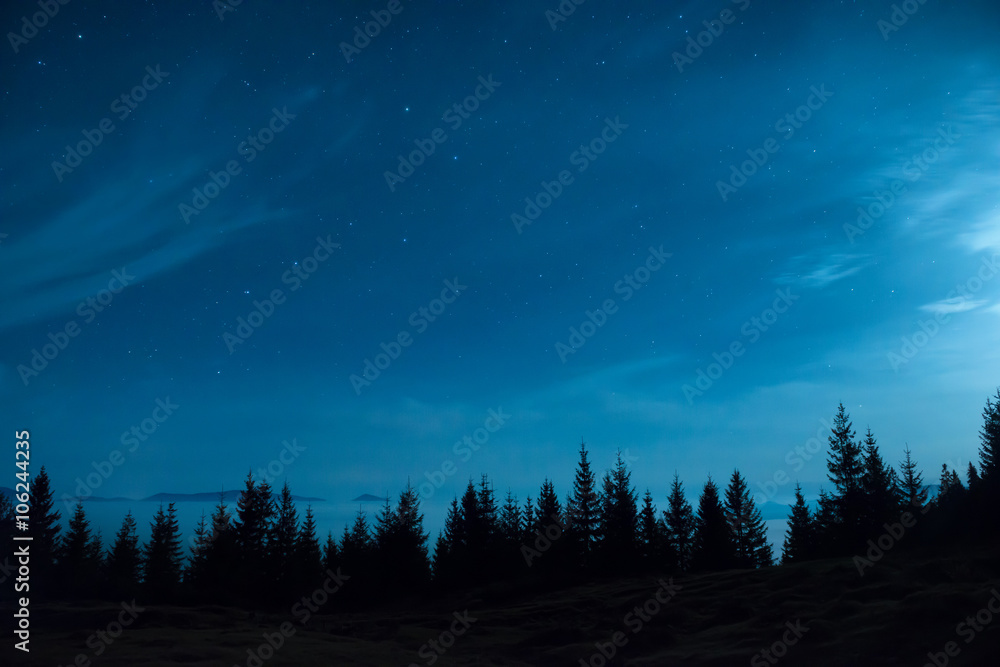 Forest of pine trees under moon and blue dark night sky Stock Photo ...