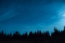 Forest Of Pine Trees Under Moon And Blue Dark Night Sky