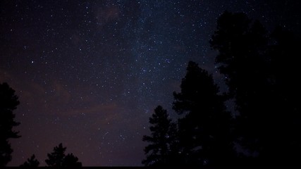 Wall Mural - An alpine time lapse of stars above pine trees in the mountains