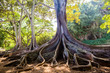 Ficus Macrophylla Morten Bay Fig root