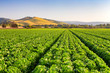 Salinas Valley Lettuce Field
