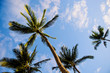Palm trees from below under blue sky
