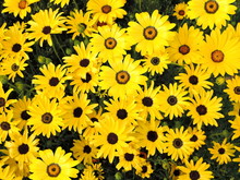 Rudbeckia Hirta, Commonly Called Black-eyed-susan Or Yellow Sunflowers