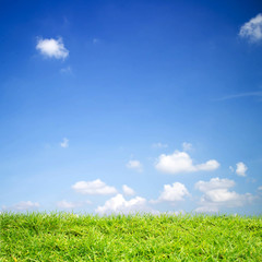  of green Field grass and sky.