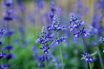 Wall Mural - Blue wildflower with blurred background by macro lens. (shallow