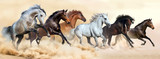 Fototapeta Konie - Horse herd run in clouds of dust