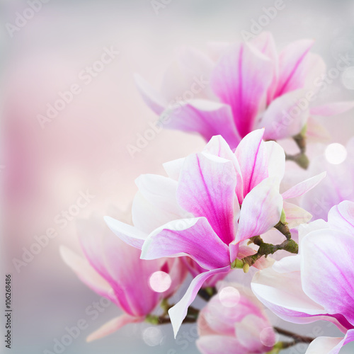 Plakat Magnolia  kwitnace-rozowe-kwiaty-magnolii
