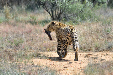 Wall Mural - wild leopard, namibia, africa