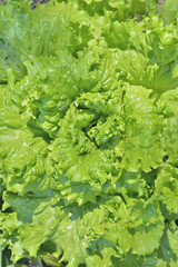 Poster - Lettuce 3