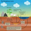 the phosphorus Cycle
