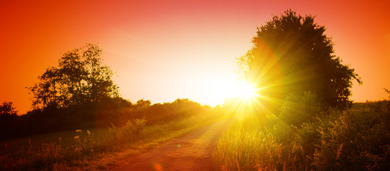 Wall Mural - Colorful summer sunset  and trees.