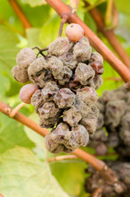 Noble Rot Of A Wine Grape, Botrytised Grapes
