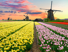 Dutch Windmill Over  Tulips Field
