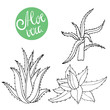 Collection of hand drawing aloe isolated on white