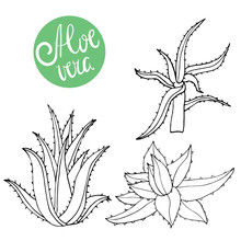 Collection Of Hand Drawing Aloe Isolated On White