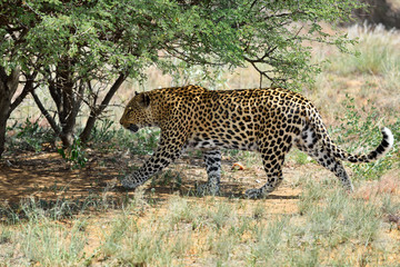 Wall Mural - africa. namibia. leopard