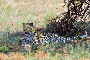 Wall Mural - africa. namibia. leopard