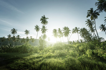 Wall Mural - sunset in jungle, seychelles