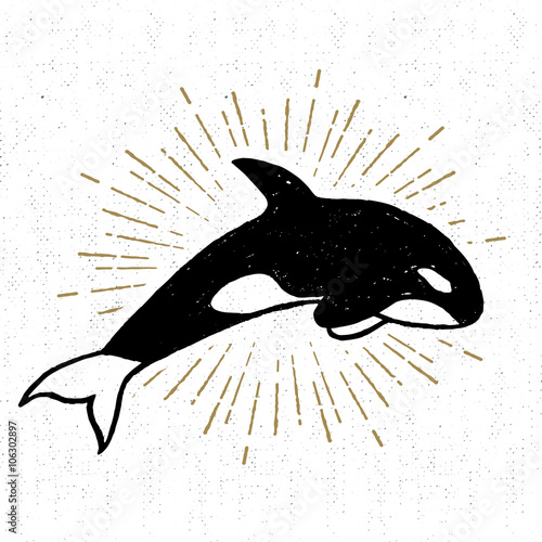 Fotografie, Obraz Hand drawn textured icon with killer whale vector illustration