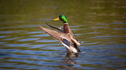 Wild Mallard Duck in a Pond