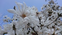 Magnolia Macrophylla - Magnolia Stellata 