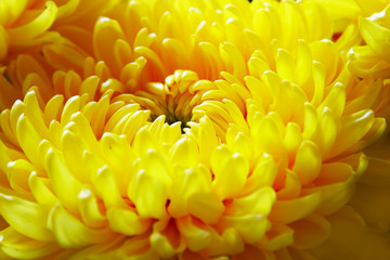 Yellow chrysanthemum flower