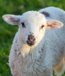Sweet face of a beautiful yearling sheep