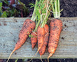 Freshly Pulled Organic Carrots. Vegetable Garden Home Grown Produce.