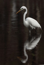Great White Egret
