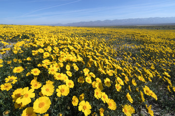 Wall Mural - Bigelow's Tickseed blooming in Spring, Carrizo Plain National Monument, California