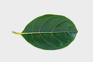 Wall Mural - green leaf isolated on white background