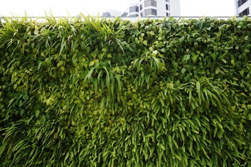 A living green planted wall (vertical garden) in front of buildings in Singapore