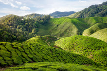 View Of Valley With Tea Plantations In Cameron Highlands