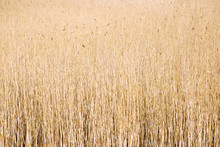 Closeup Common Reeds