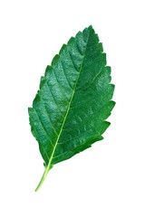 Wall Mural - one green leaf with stem isolated on white