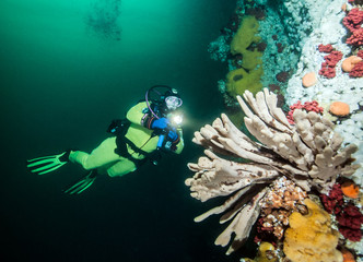 Wall Mural - Scuba diving in British Columbia