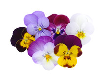 Fleurs De Viola Cornuta