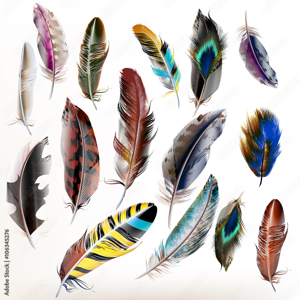 Set of vector realistic colorful feathers Stock Vector | Adobe Stock