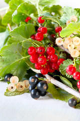 Poster - different types of fresh currants