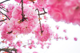 Spring cherry blossom with soft focus closeup