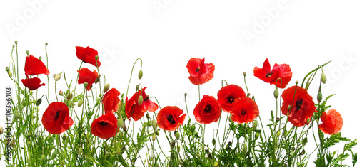 red-poppies-on-white