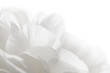 white petals closeup