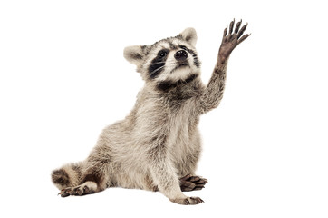 Wall Mural - raccoon with paw raised up
