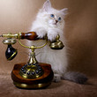 Siberian kitten with retro telephone