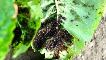 Wall Mural - Aphids (Plant lice) on a cherry tree leaf