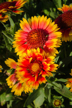Beautiful And Multicolored Indian/Goblin Blanket Flowers